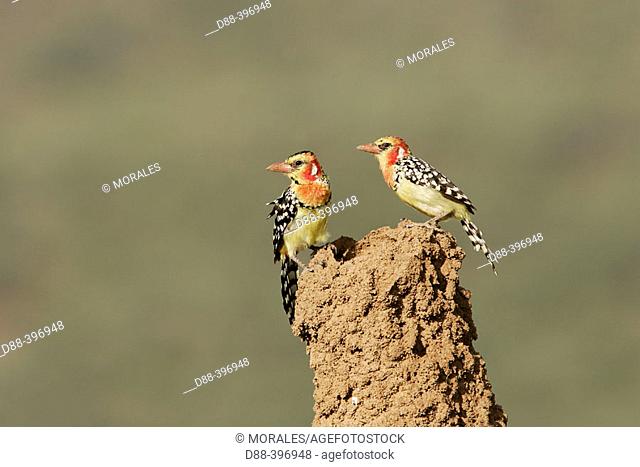 Red and Yellow Barbet (Trachyphonus erythrocephalus). Kenya