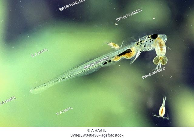 perch, European perch, redfin perch Perca fluviatilis, larva attacked by cyclops, Germany, Oberbayern, Isental, Apr 04