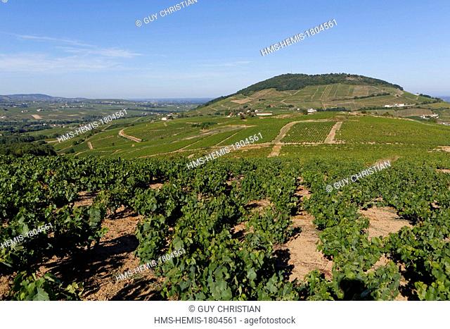 France, Rhone, Cote de Brouilly AOC Beaujolais vineyard