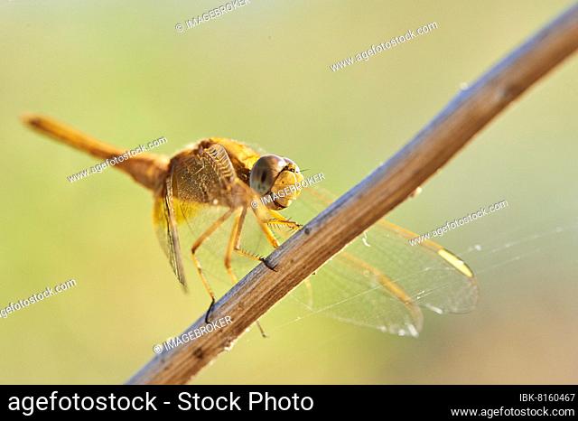 Red-veined darter (Sympetrum fonscolombii) or nomad, ebro deltre, Catalonia, Spain, Europe