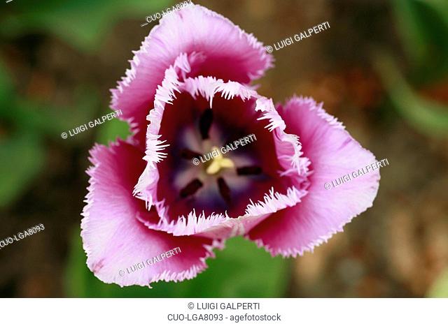 Tulipano frangiato Max Durand, fringed tulip