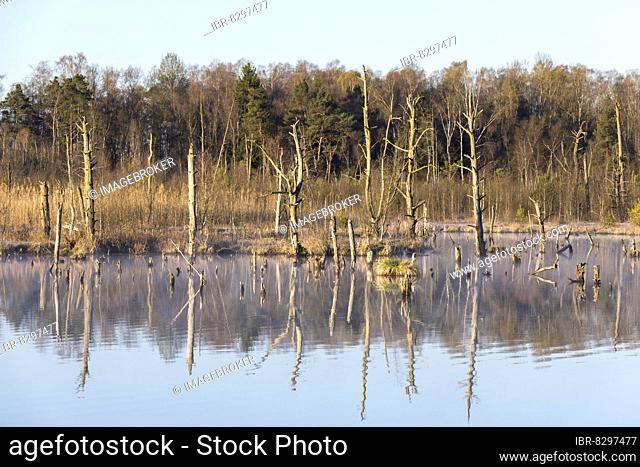 Dead trees in the Schwenninger moss, Villingen-Schwenningen, Black Forest-Baarkreis, Baden-Württemberg