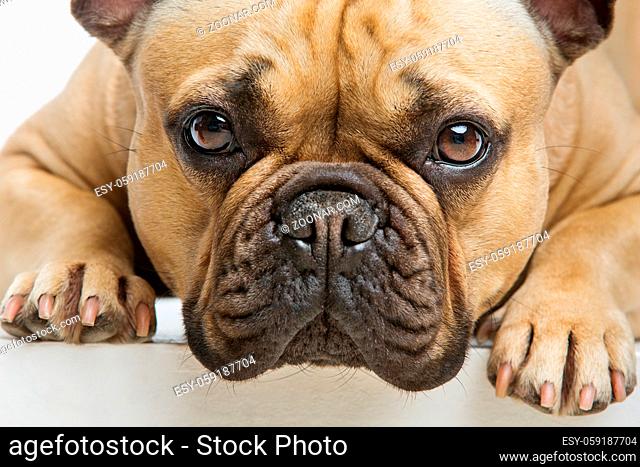 Portrait of beautiful young French buldog girl dog. Isolated over white background. Closeup studio shot. Copy space