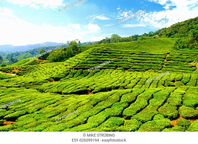 Bilder der Teeplantagen auf den Cameron Highlands in Malaysia