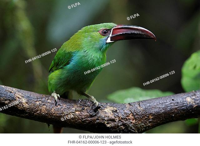 Crimson-rumped Toucanet (Aulacorhynchus haematopygus) adult, perched on branch, Paz des Aves, Mindo, Andes, Pichincha Province, Ecuador, February
