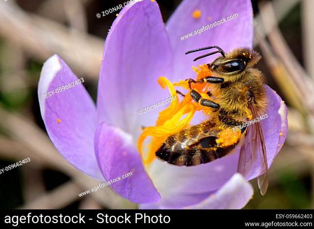 Biene sammelt Nekatar im Krokus