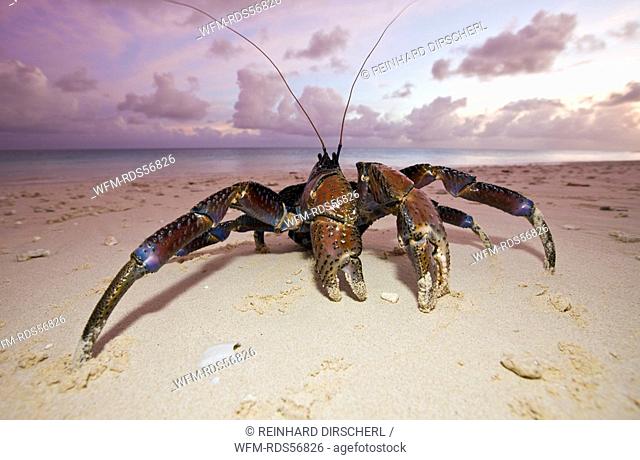 Coconut Crab, Robber Crab at Bikini Beach, Birgus latro, Bikini Atoll, Micronesia, Pacific Ocean, Marshall Islands