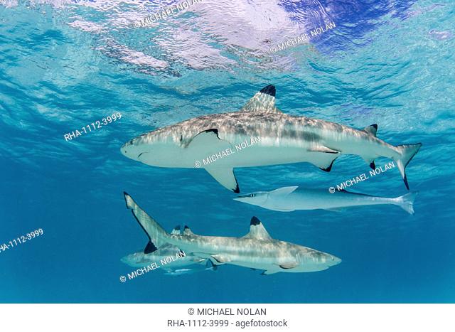 Blacktip reef sharks (Carcharhinus melanopterus), cruising the shallow waters of Moorea, Society Islands, French Polynesia, South Pacific, Pacific