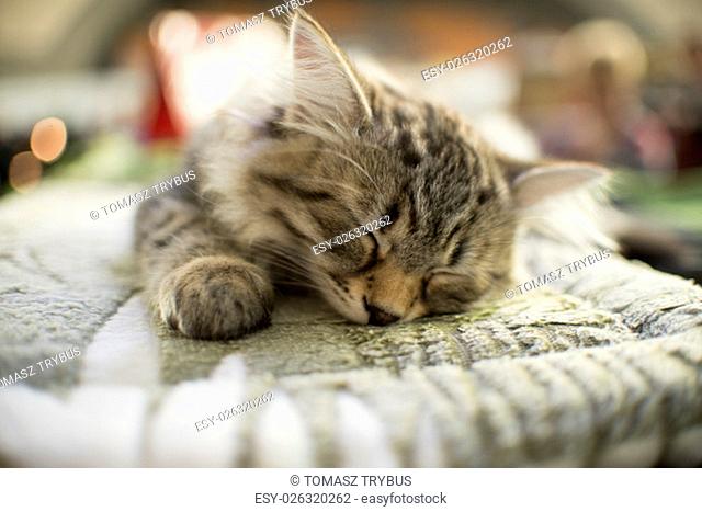 sleepind maine coon kitten