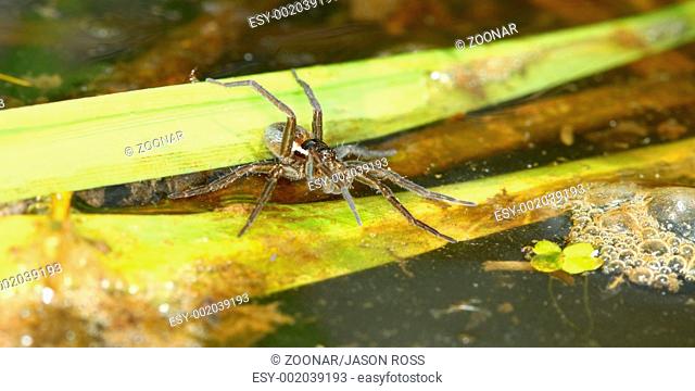 Six-spotted Fishing Spider Dolomedes triton