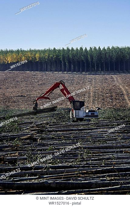 A mechanised grabber sorting felled poplar tree trunks on a plantation