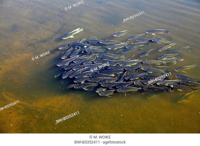 Mozambique tilapia, Mozambique mouthbreeder, Blue Tilapia (Tilapia mossambica, Oreochromis mossambicus), school of fish over the spawning pit, USA, Florida