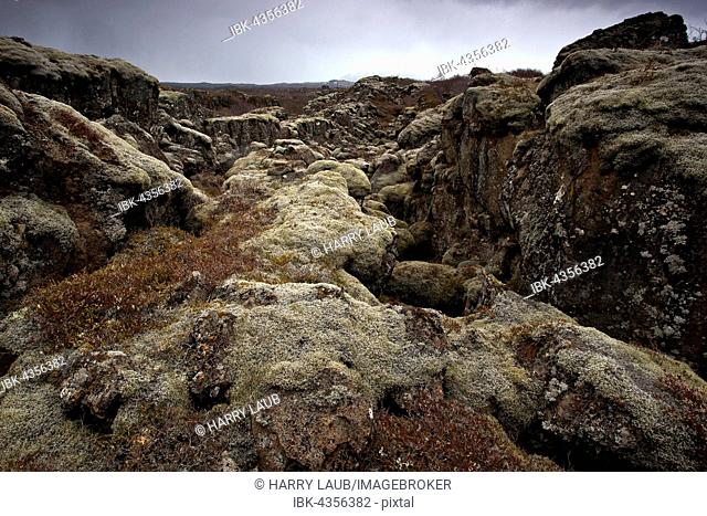 moss-covered lava rock at Thingvellir, Thingvellir National Park, Golden Circle, Iceland