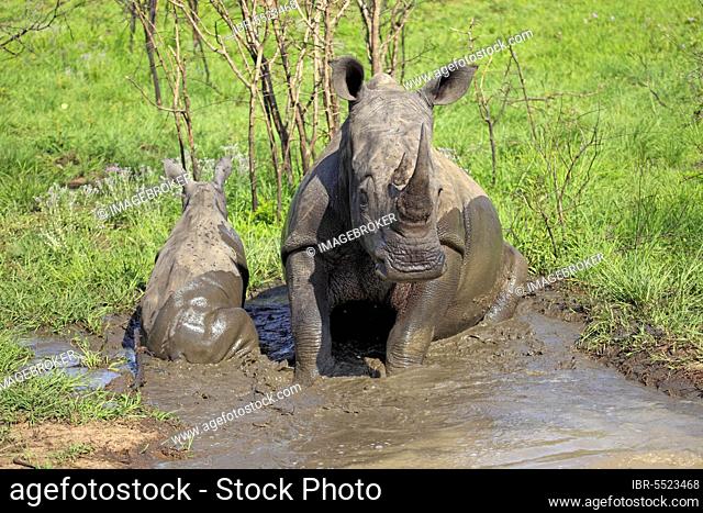 White rhinoceroses (Ceratotherium simum), female and young, taking a mud bath, Sabi Sabi Game Reserve, Kruger National Park, South Africa, Africa