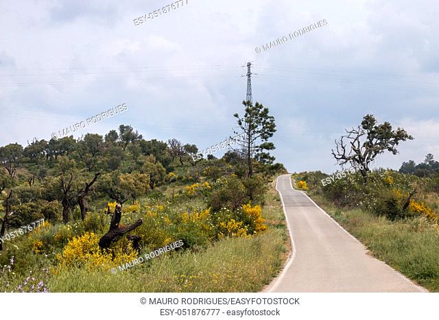 View of the beautiful yellow spring Algarve landscape flora
