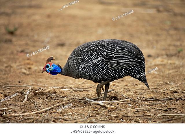Helmeted Guineafowl, (Numida meleagris), adult searching for food, Kruger Nationalpark, South Africa, Africa