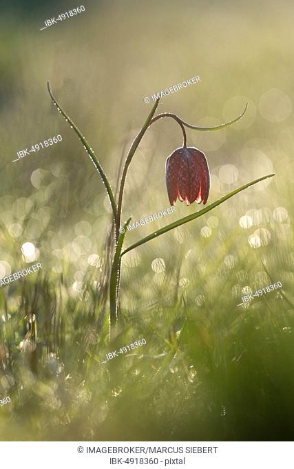 Red Snake's Head Fritillary (Fritillaria meleagris) with dew drops, Hesse, Germany, Europe