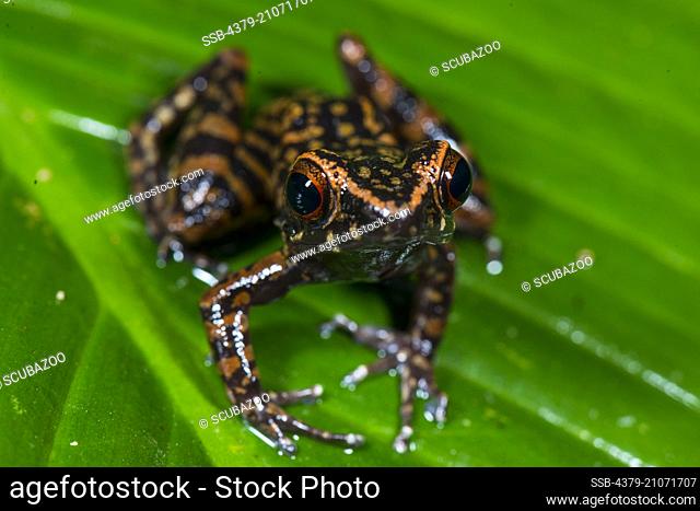 Spotted Stream Frog, Hylarana picturata, on leaf, Imbak Canyon, Sabah, Borneo, Malaysia