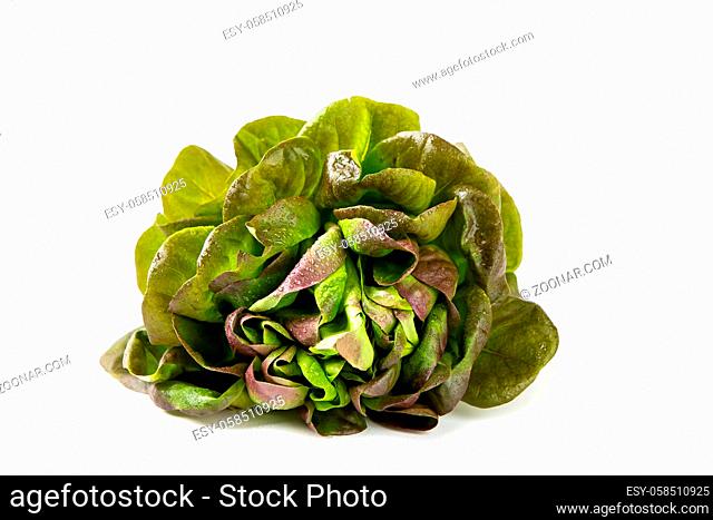 Organic Red Oakleaf lettuce isolated on wite background. Close up