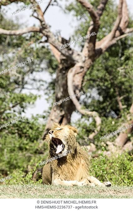 Kenya, Masai-Mara Game Reserve, lion (Panthera leo), male yawning