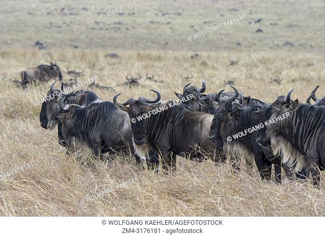 Wildebeests, also called gnus or wildebai, migrating through the grasslands towards the Mara River in the Masai Mara in Kenya