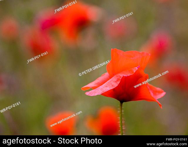 Poppy, Papaver, Side view of red coloured flower with delicate petals growing outdoor