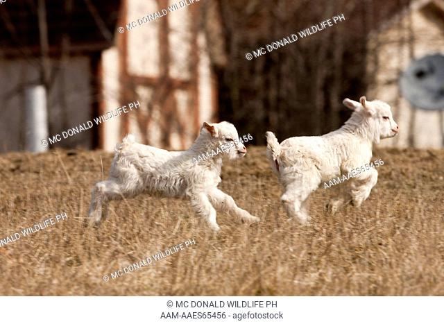 Domestic Goat babies (Capra aegagrus hircus) running in barnyard, Central Pennsylvania