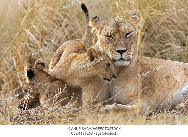 Lioness (Panthera leo) with her playful 4 month old cubs, Maasai Mara National Reserve, Kenya