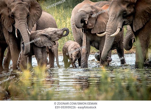 Drinking herd of Elephants in the Kruger National Park, South Africa