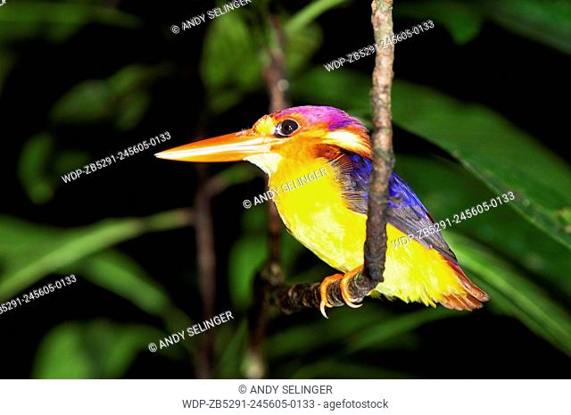 The Oriental Dwarf Kingfisher (Ceyx erithaca) also known as the Black-backed Kingfisher or Three-toed Kingfisher in Borneo, Malaysia
