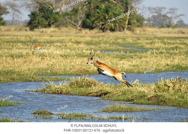 Red Lechwe (Kobus leche leche) adult male, running and jumping through water in wetland habitat, Kafue N.P., Zambia, September