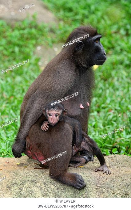 Celebes ape, Celebes black ape Macaca nigra, female with pup