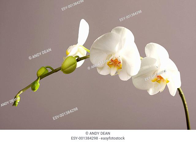 Beautiful Orchid Branch Blossom