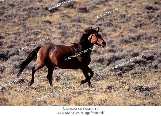 Wild Mustangs Stallion Running, Red Desert, WY