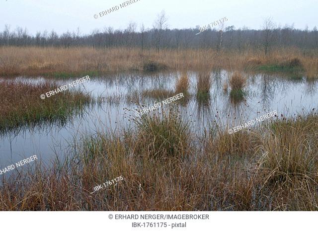 Dutch raised bog reserve, Bargerveen, Holland, Netherlands, Europe