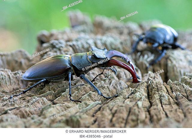 Stag beetles (Lucanus cervus), pair on dead wood, Emsland, Lower Saxony, Germany