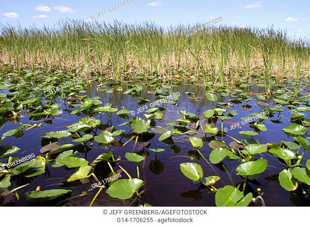 Florida, Fort Ft  Lauderdale, Everglades Wildlife Management Area, Water Conservation Area 3A, sawgrass, Cladium jamaicense, Nuphar advena, spatterdock