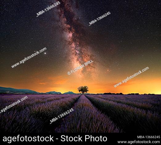 Galactic center of the Milky Way extends over a single tree in a large lavender field