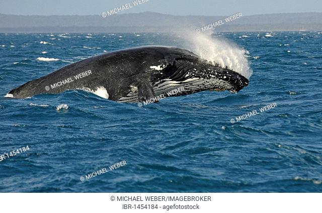 Species-specific breach, breaching, jumping with a twist, humpback whale (Megaptera novaeangliae), Hervey Bay, Fraser Island in the back, Queensland, Australia