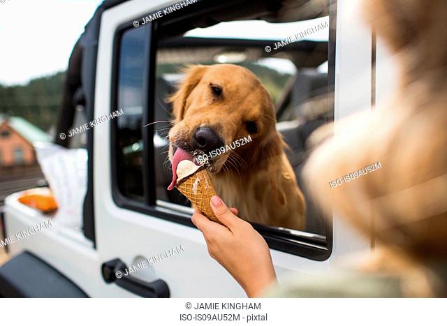 Over the shoulder view of young woman feeding dog ice cream in jeep