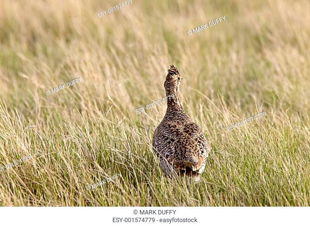 Sharp Tailed Grouse in Field Saskatchewan Canada