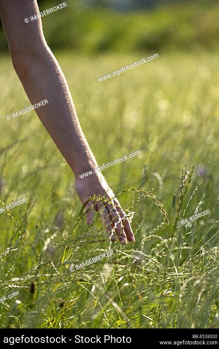 Hand strokes through high grass, closeness to nature, meadow, Landlust, Upper Bavaria, Bavaria, Germany, Europe