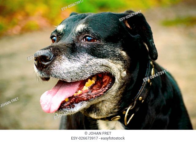 Single panting black and gray staffordshire dog with yellow teeth and collar sitting outdoors