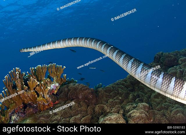 Adder flat-tail, Adder flat-tails, Yellow-lipped sea snake, Yellow-lipped sea snakes, Sea snake, Sea snakes, Other animals, Venomous, Poisonous snakes, Re