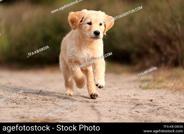 Golden Retriever Puppy