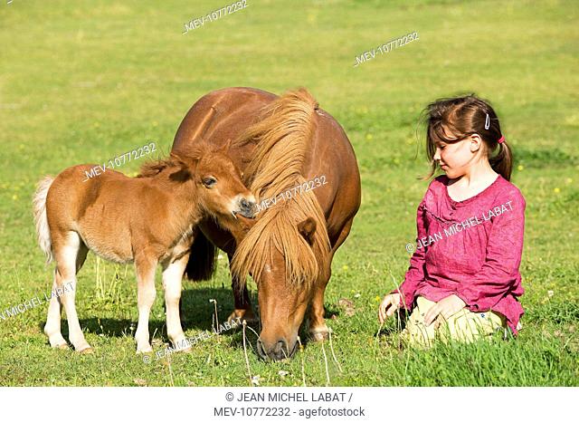 Shetland Pony - adult & foal grazing in field with young girl kneeling next to them