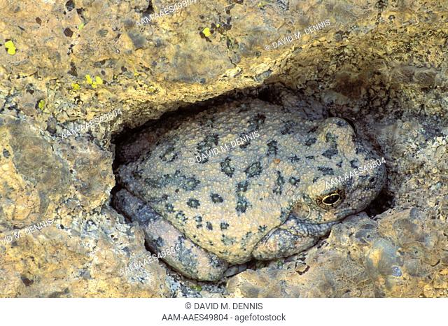 Canyon Treefrog, cryptic color (Hyla arenicolor), E. of Phoenix, AZ, Arizona hiding