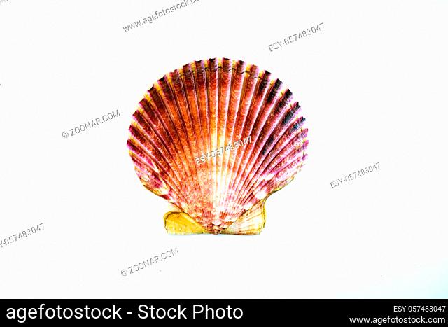 An isolated view of a pilgrim scallop on a white background