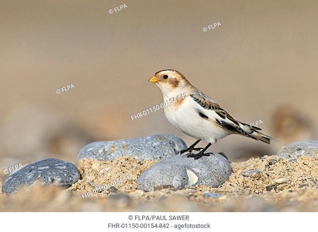 Snow Bunting (Plectrophenax nivalis) adult male, non-breeding plumage, standing on stone on beach, Suffolk, England, January