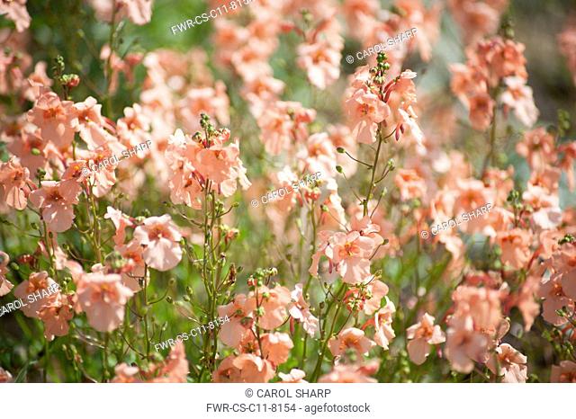 Twinspur, Diascia barberae 'Apricot Queen', Top view of a profusion of peach coloured flowers with darker centres in sunlight